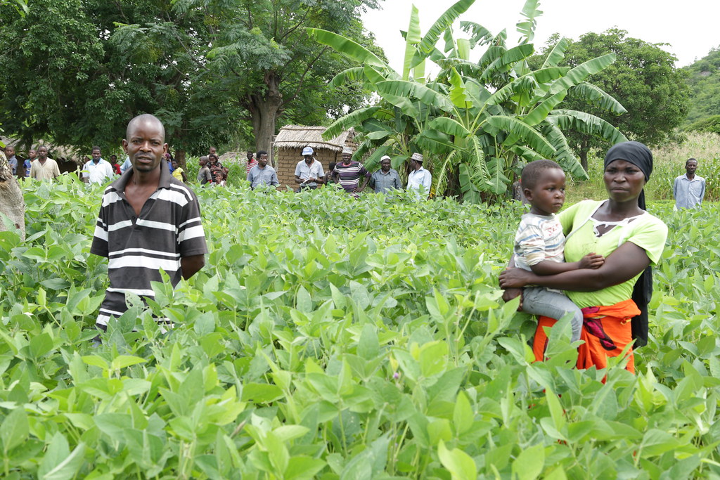 Tobacco Contract Farming